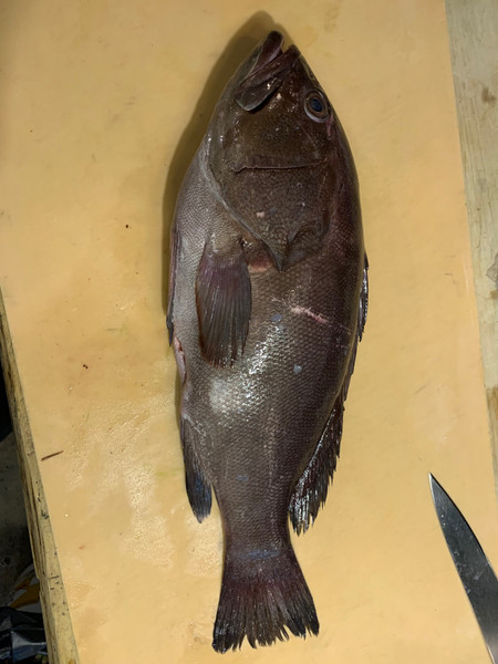 質問に添付された魚の写真