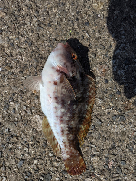 質問に添付された魚の写真