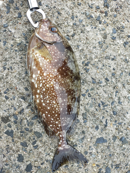 質問に添付された魚の写真