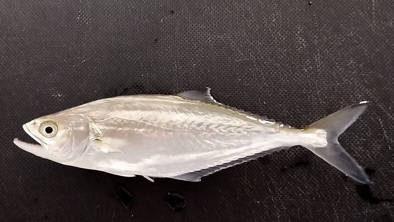 質問に添付された魚の写真