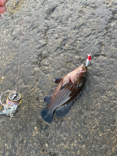 質問に添付された魚の写真