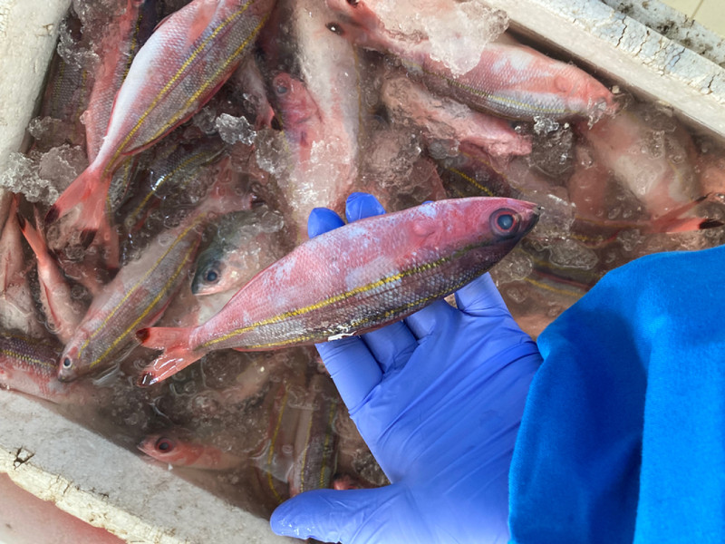 質問に添付された魚の写真