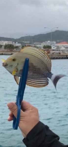 質問に添付された魚の写真