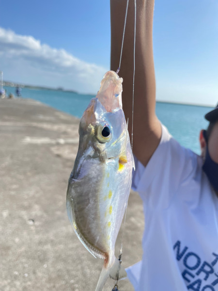 質問に添付された魚の写真