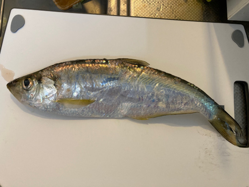 質問に添付された魚の写真