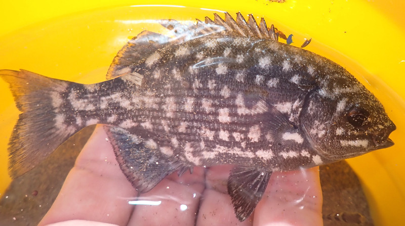 質問に添付された魚の写真