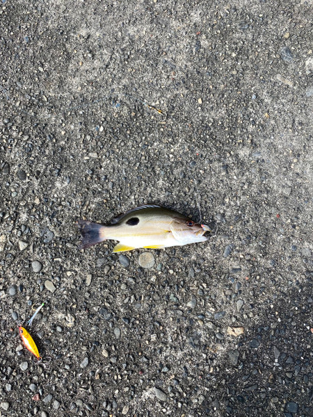 質問に添付された魚の写真