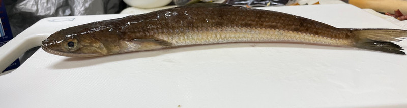 質問に添付された魚の写真