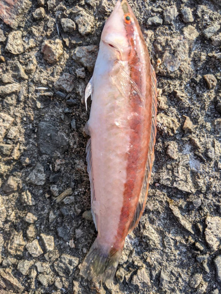 質問に添付された魚の写真