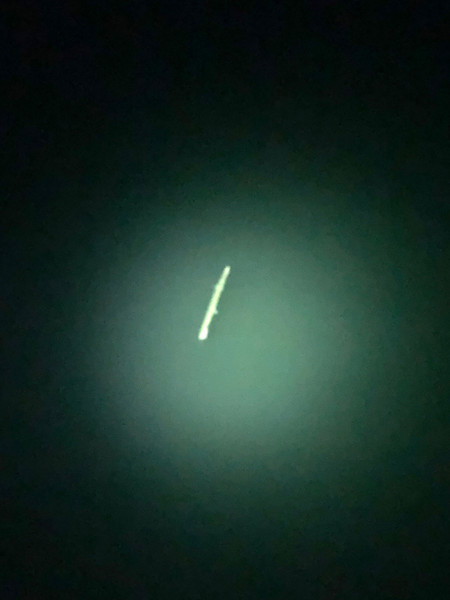 質問に添付された魚の写真
