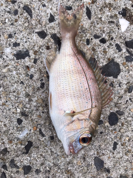 質問に添付された魚の写真