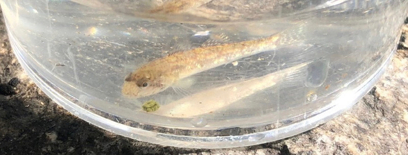 質問に添付された魚の写真