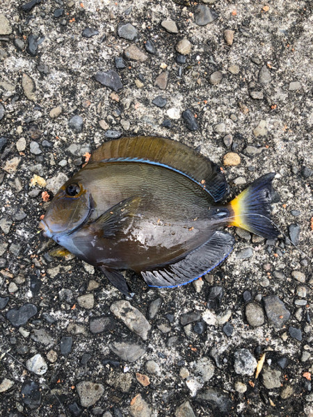 質問に添付された魚の写真