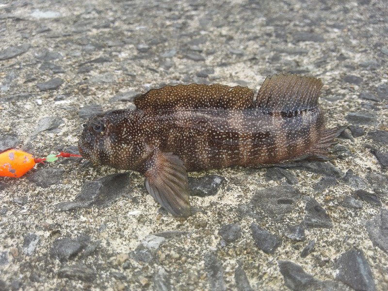 質問に添付された魚の写真