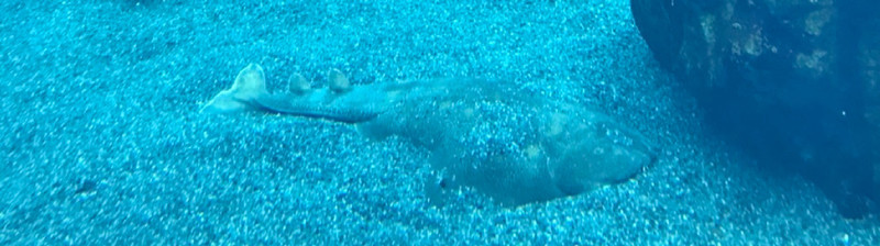 質問に添付された魚の写真