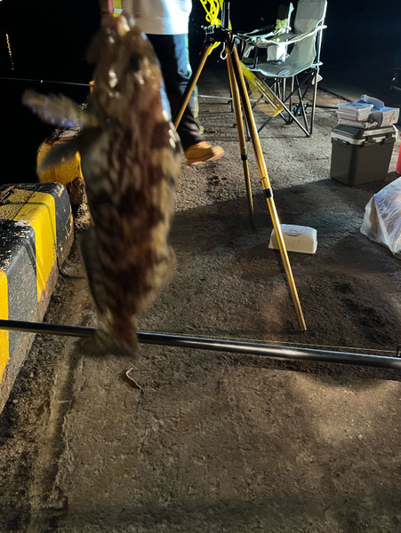 質問に添付された魚の写真