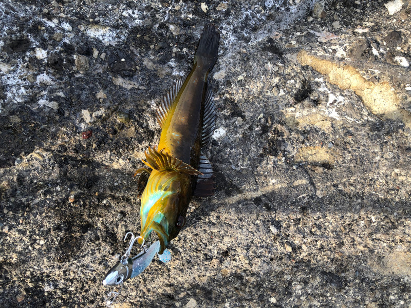 質問に添付された魚の写真