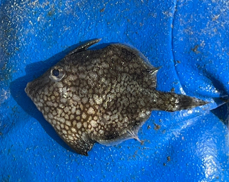 質問に添付された魚の写真