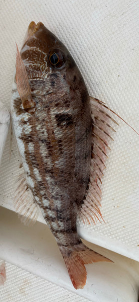 質問に添付された魚の写真