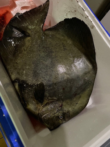 質問に添付された魚の写真