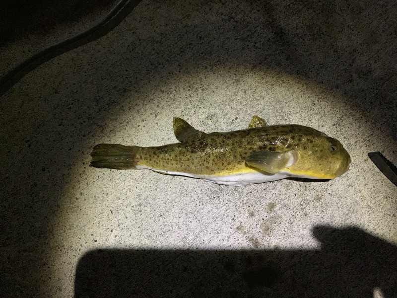 質問に添付された魚の写真