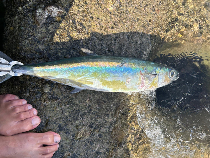 質問に添付された魚の写真