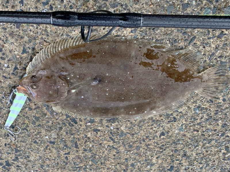 質問に添付された魚の写真