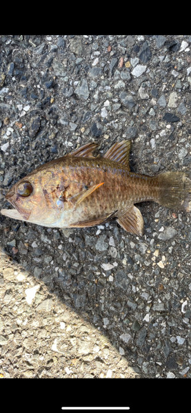 質問に添付された魚の写真