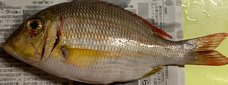 質問に添付された魚の写真