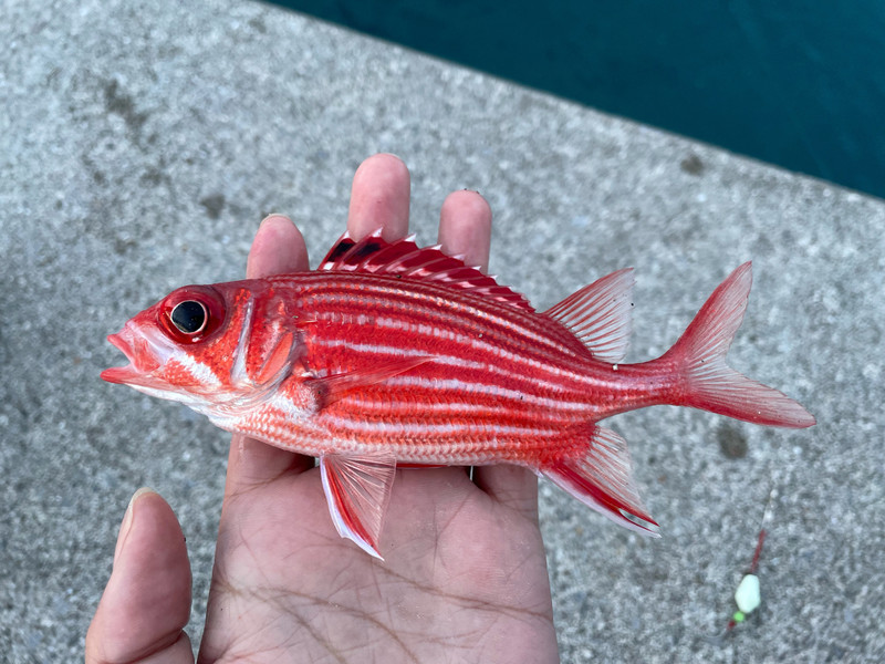 質問に添付された魚の写真