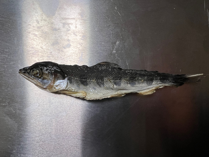 質問に添付された魚の写真