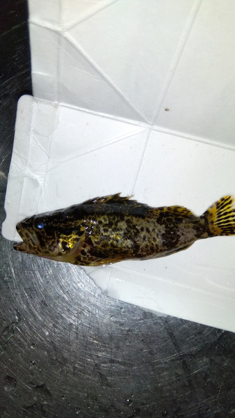質問に添付された魚の写真