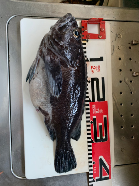 質問に添付された魚の写真