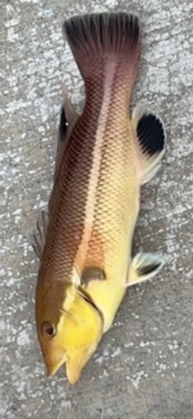 質問に添付された魚の写真