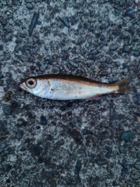 質問に添付された魚の写真