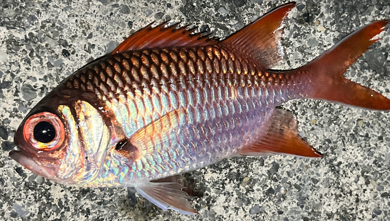 質問に添付された魚の写真