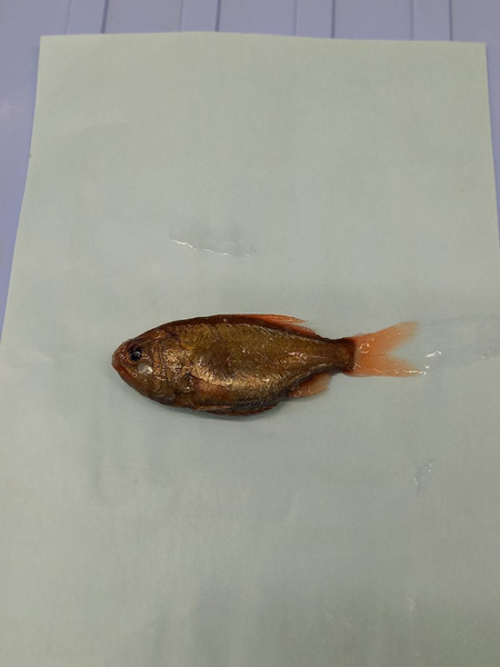 質問に添付された魚の写真
