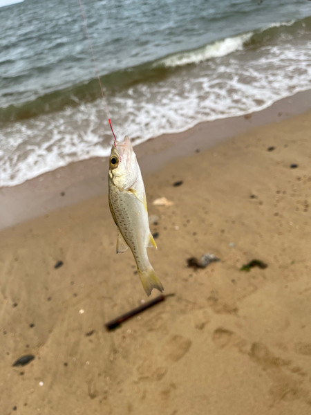 質問に添付された魚の写真