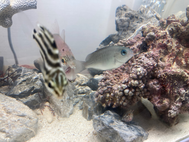 質問に添付された魚の写真