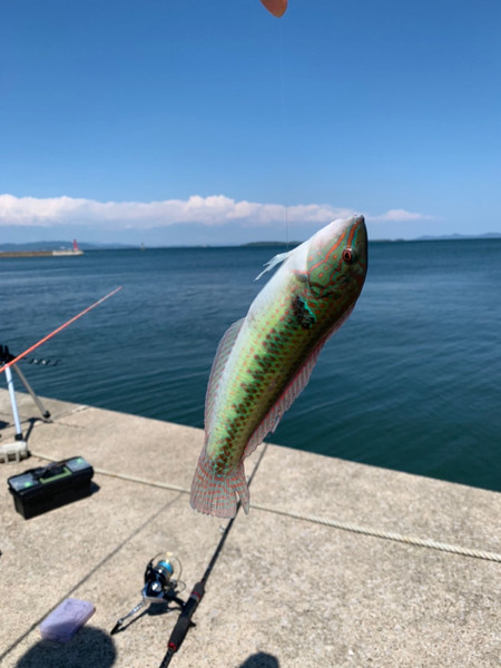 質問に添付された魚の写真