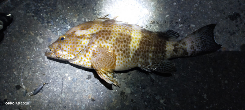 質問に添付された魚の写真