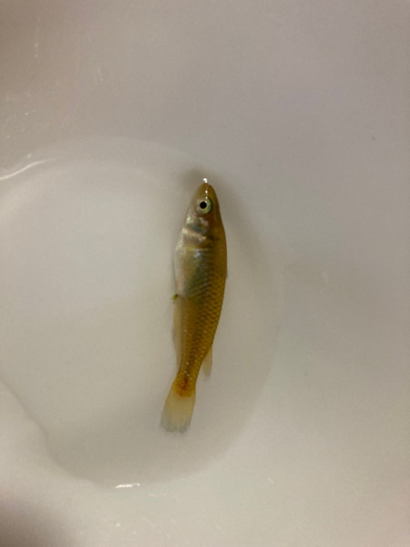 質問に添付された魚の写真