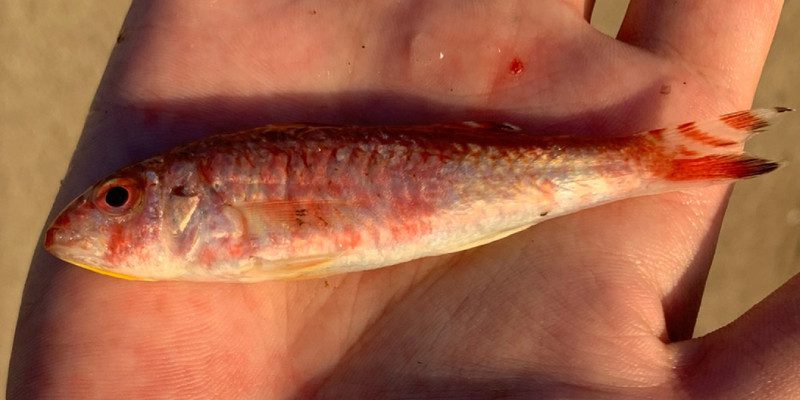 質問に添付された魚の写真