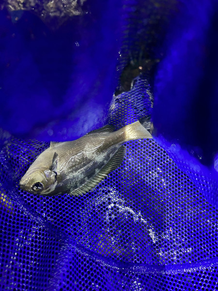 質問に添付された魚の写真