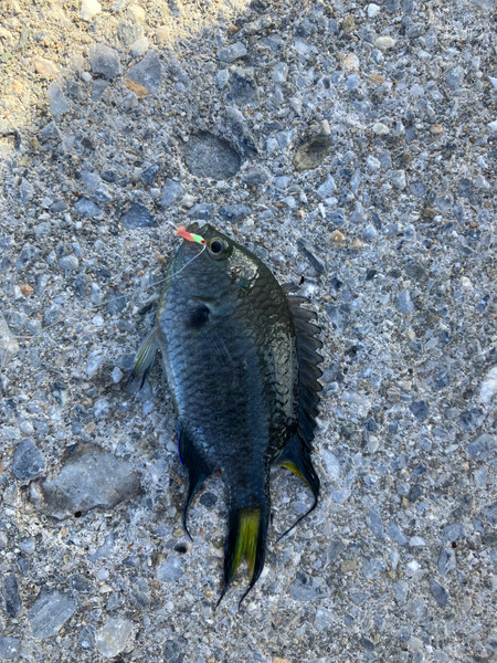 質問に添付された魚の写真