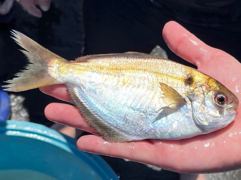 質問に添付された魚の写真