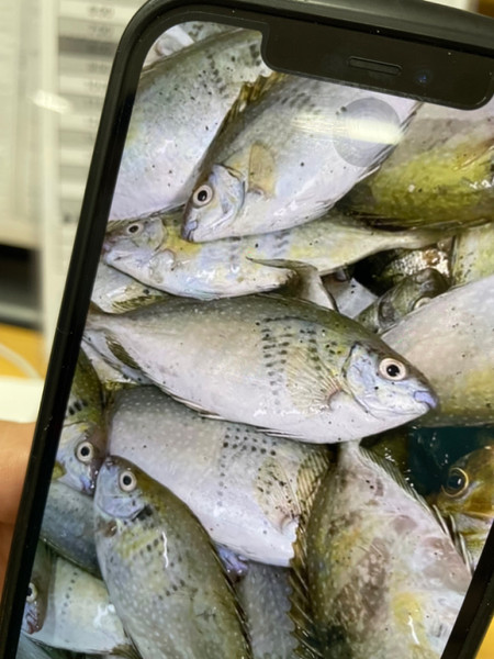質問に添付された魚の写真
