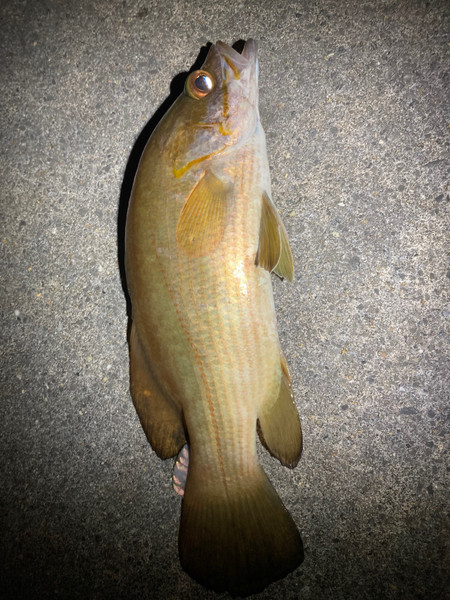 質問に添付された魚の写真