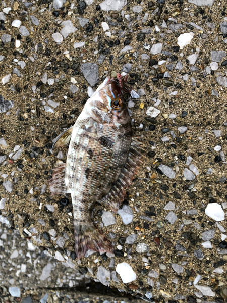 質問に添付された魚の写真