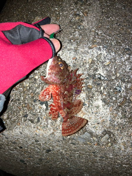 質問に添付された魚の写真